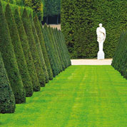 Csped Prestigio - 5kg - 200m2